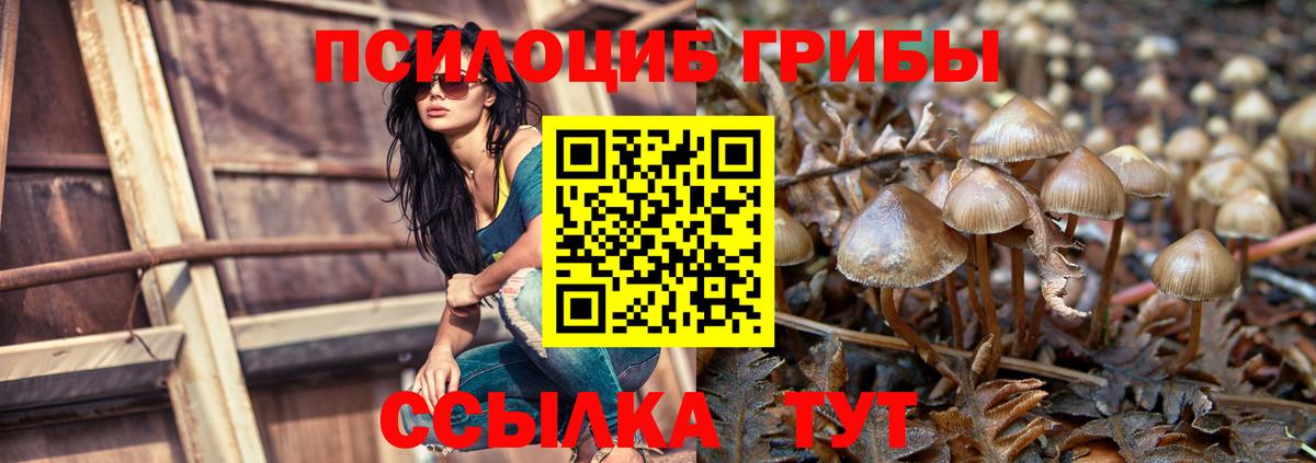 Галлюциногенные грибы Psilocybe  Вход с VPN  Назрань 